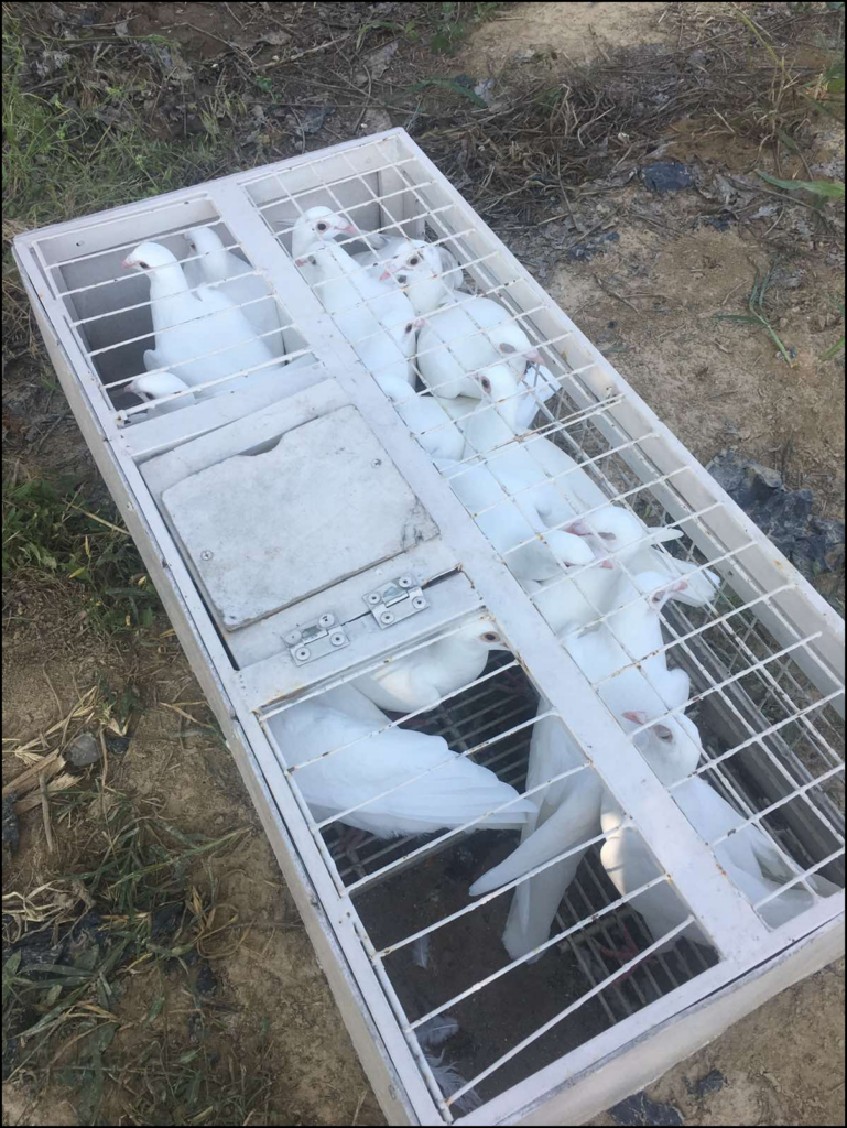 Изнајмување бели гулаби за свадби