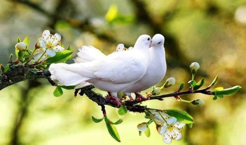 Љубовта добива крилја о летот на беите гулаби