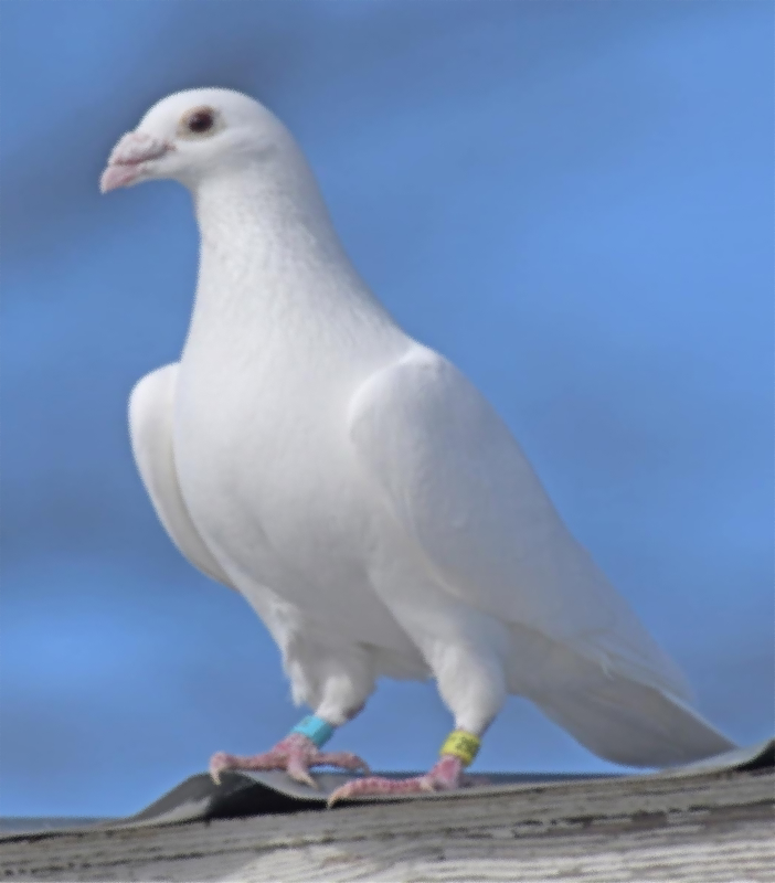 Мир и хармонија белите гулаби традиционално се пуштаат при мировни договори или свечени церемонии.