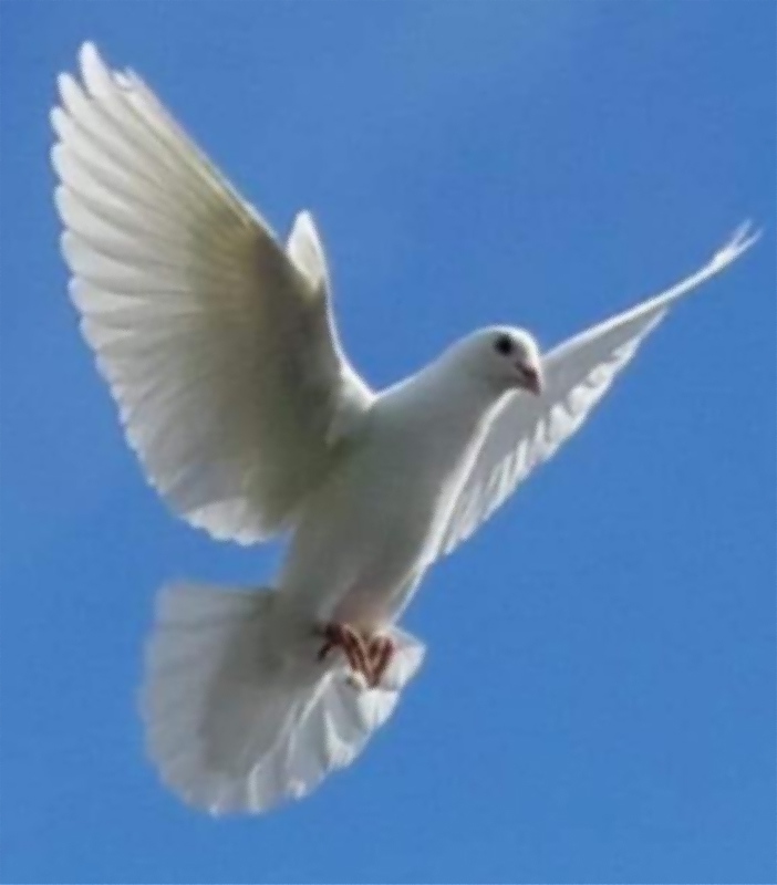 Белите гулаби се универзален симбол на љубов, мир и нови почетоци.