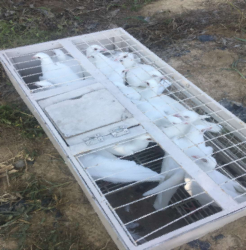 Во христијанството, белите гулаби го симболизираат Светиот Дух и чистата душа.